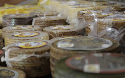 Quesos curados de oveja de Artesanos Lácteos. ¿Aún no los has probado?